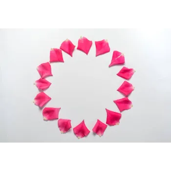 Rose Petal 